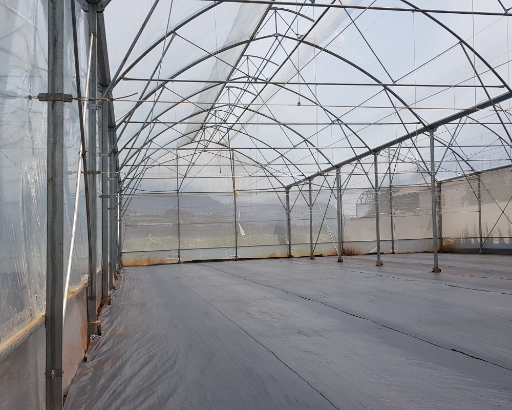 Vườn dưa lưới