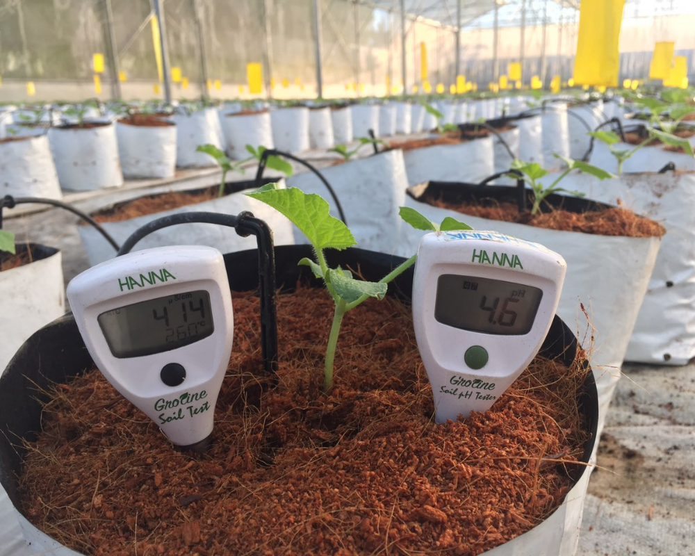 Cây dưa lưới nảy mầm