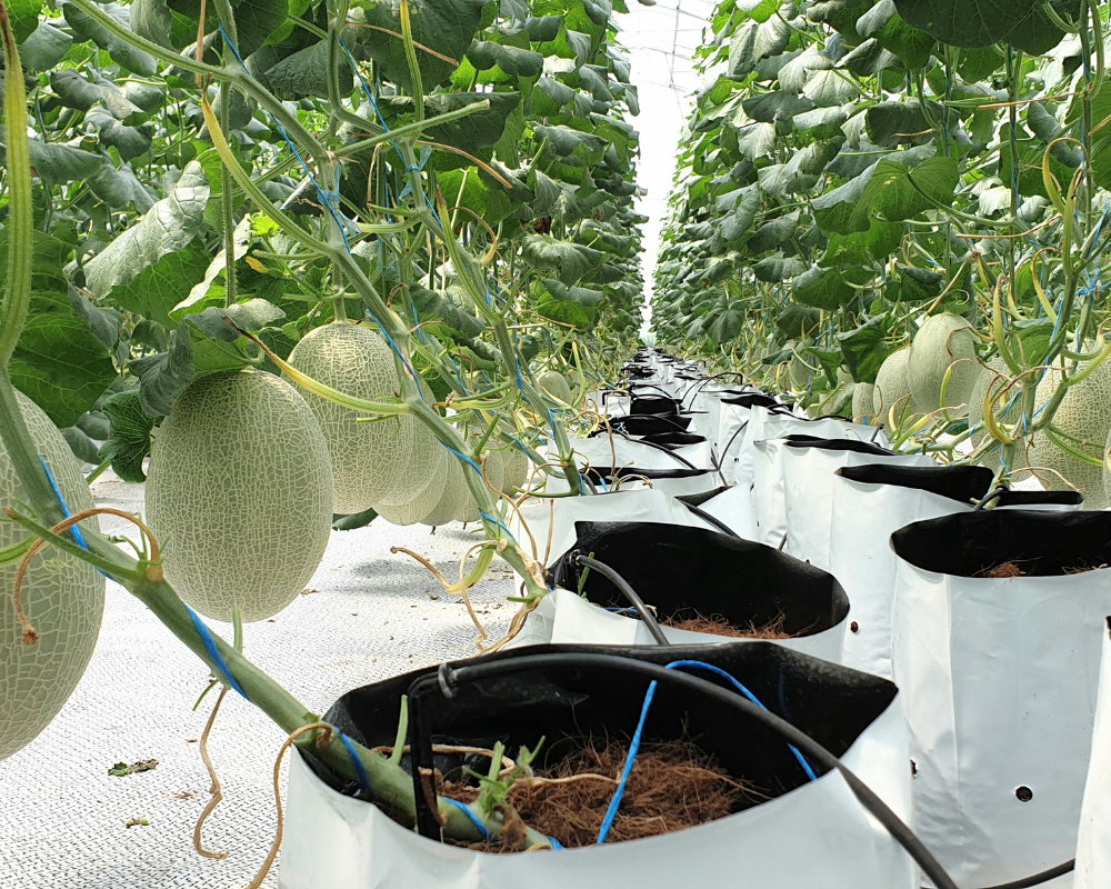 Vườn dưa lưới
