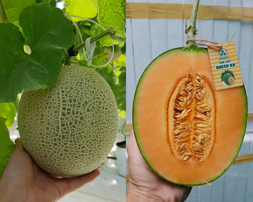 Vườn dưa lưới