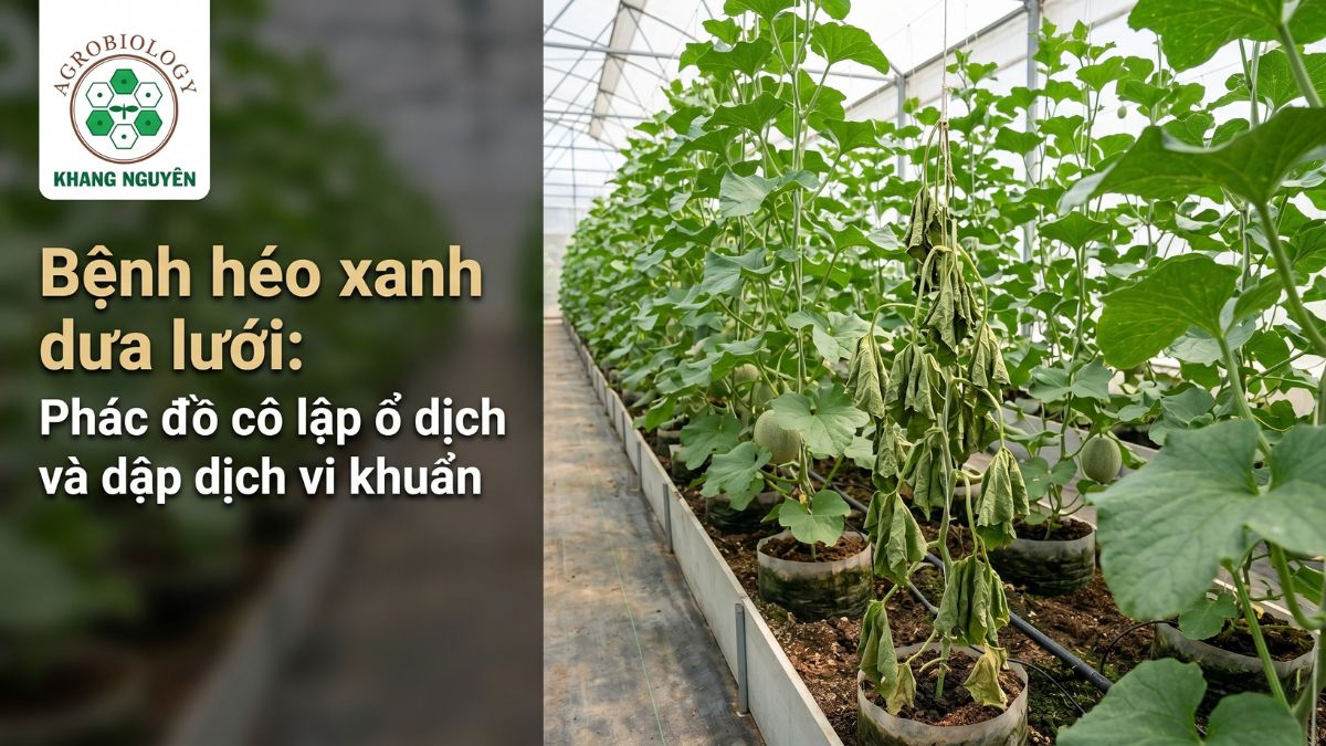 Cây dưa lưới bị bệnh héo xanh vi khuẩn héo rũ đột ngột dù màng lá vẫn còn xanh