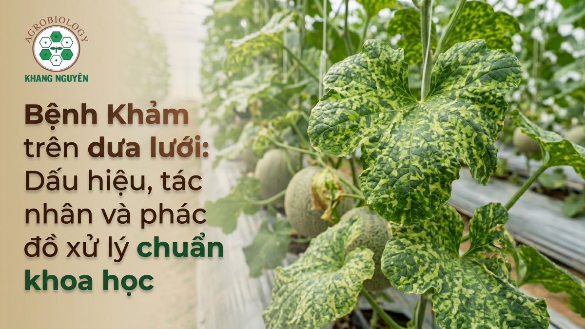 Bệnh khảm trên dưa lưới: Dấu hiệu, tác nhân và phác đồ xử lý chuẩn khoa học
