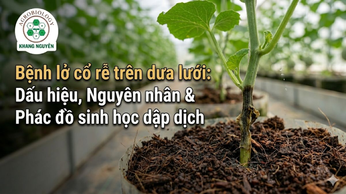 Dấu hiệu phần thân sát gốc bị thâm đen và teo tóp do bệnh lở cổ rễ trên dưa lưới