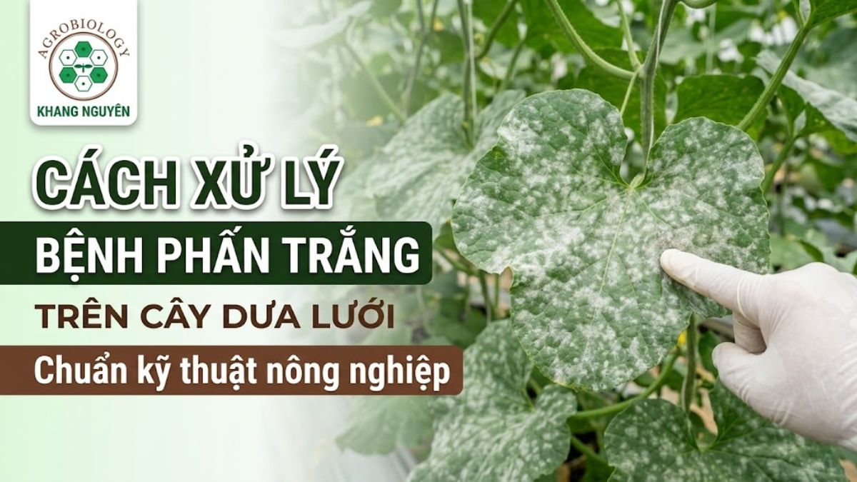 Biểu hiện bệnh phấn trắng trên cây dưa lưới phủ lớp bào tử nấm màu trắng xám gây khô phiến lá