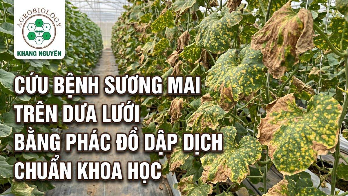 Cảnh báo bệnh sương mai trên dưa lưới lây lan nhanh làm cháy rụi màng lá trong nhà màng
