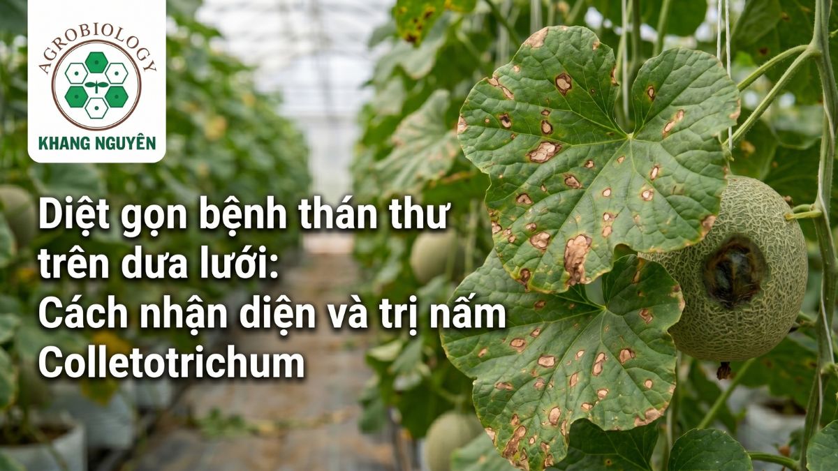 Biểu hiện bệnh thán thư trên dưa lưới gây đốm nâu trên lá và thối lõm trên vỏ trái