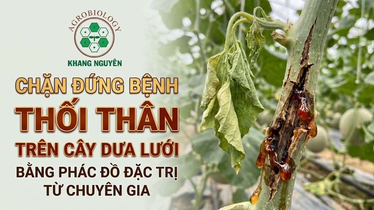 Biểu hiện bệnh thối thân trên cây dưa lưới với vết nứt xì mủ ở cổ rễ gây héo rũ thân lá
