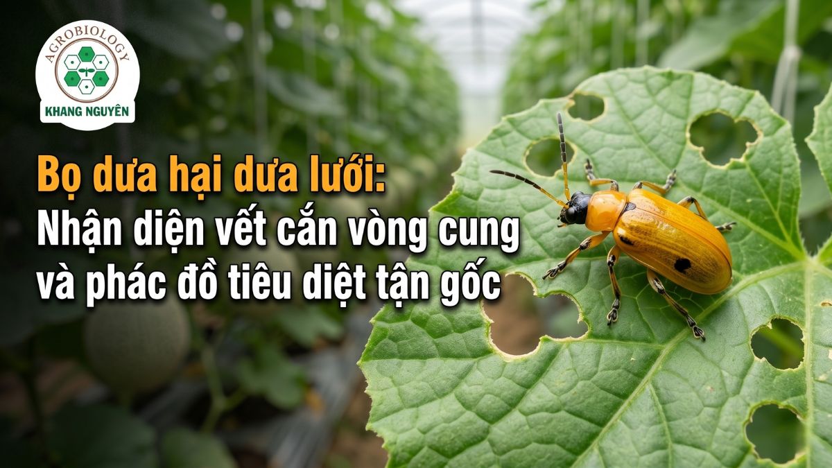 Dấu hiệu bọ dưa hại dưa lưới cắn phá màng lá non tạo thành các vết khuyết hình vòng cung