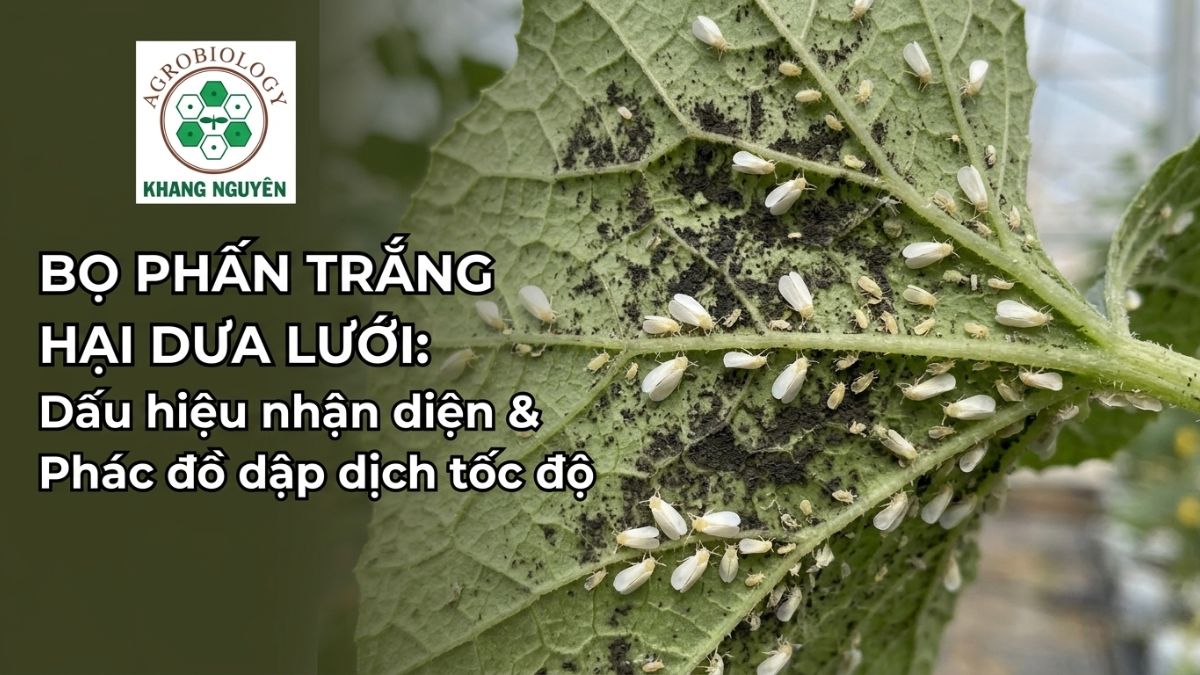 Hàng chục con bọ phấn trắng bám mặt dưới lá dưa lưới và bài tiết mật ngọt sinh nấm bồ hóng