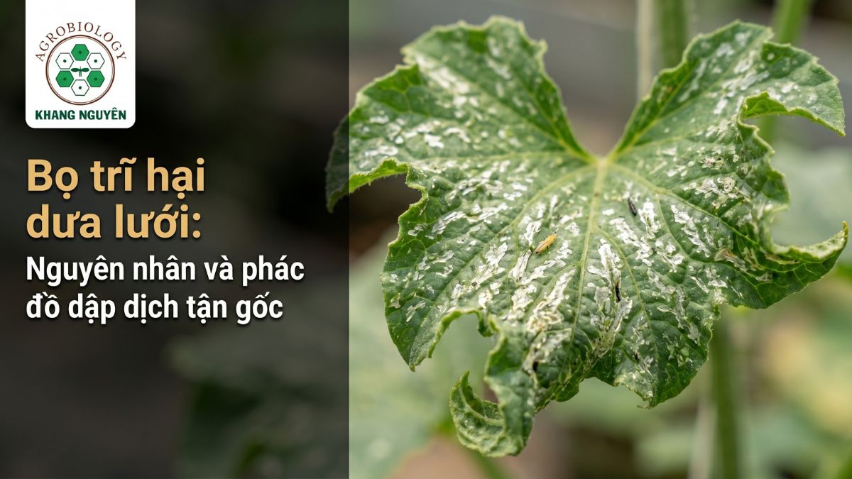 Biểu hiện bọ trĩ hại dưa lưới chích hút làm đọt non xoăn rúm và màng lá xuất hiện vệt màu trắng bạc