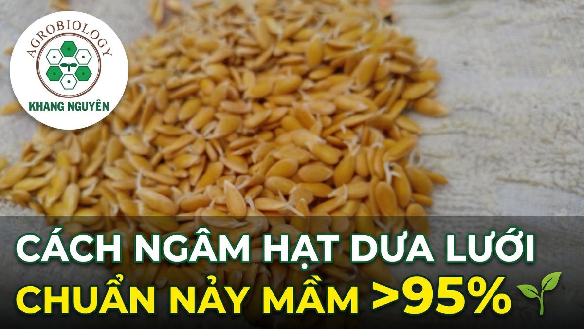 Cách ngâm hạt dưa lưới