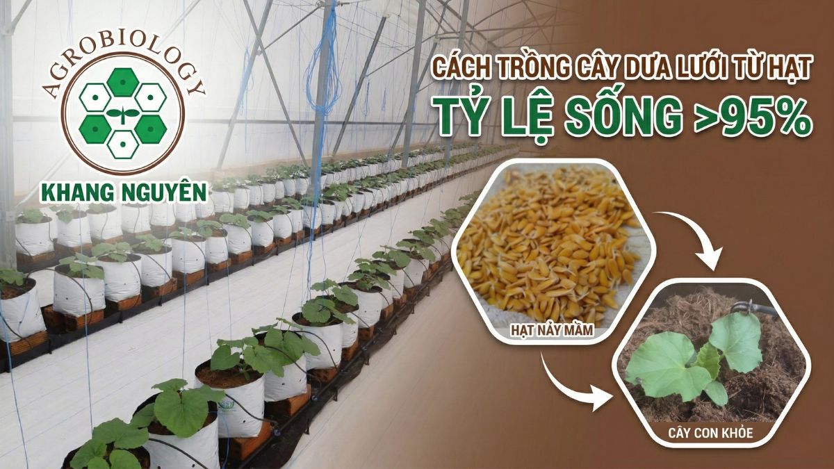 Cách trồng cây dưa lưới từ hạt tỷ lệ sống >95% Thumbnail