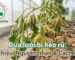 Dưa lưới bị héo rũ: Dấu hiệu, Nguyên nhân & Cách xử lý