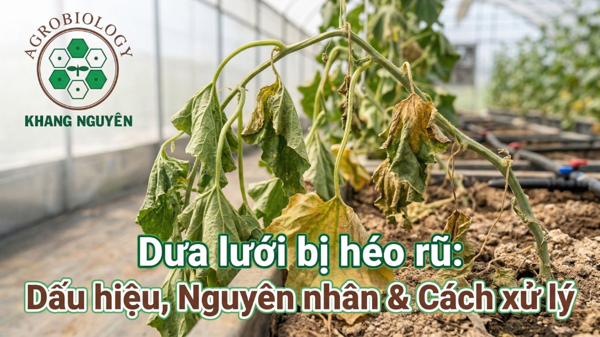 Dưa lưới bị héo rũ: Dấu hiệu, Nguyên nhân & Cách xử lý