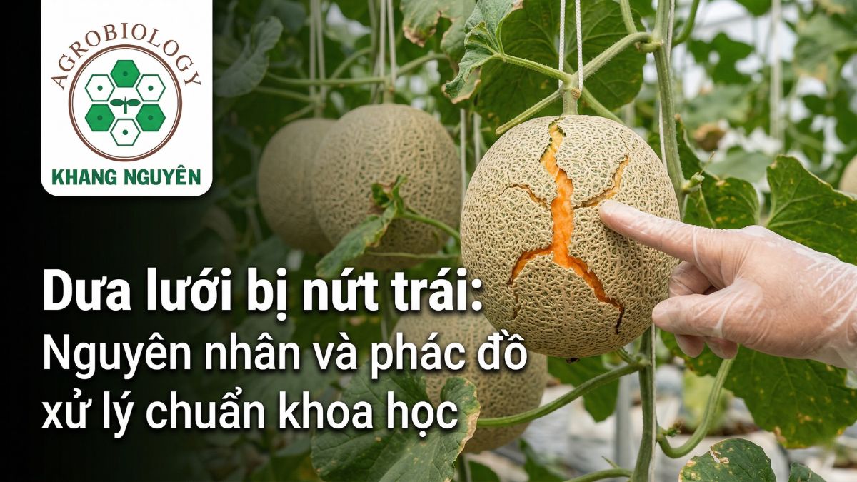 Dưa lưới bị nứt trái: Nguyên nhân và phác đồ xử lý chuẩn khoa học