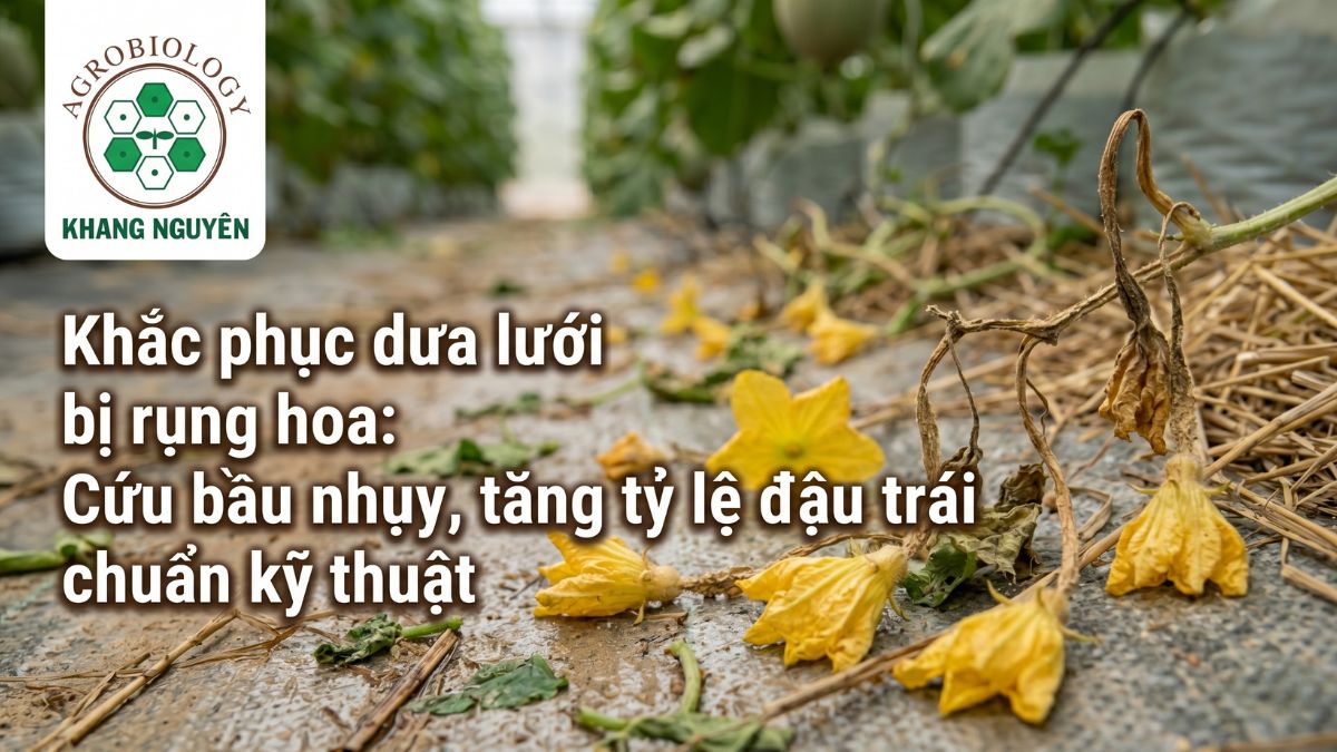 Hiện tượng dưa lưới bị rụng hoa cái và cuống nụ teo tóp rơi rụng đầy gốc do lỗi sinh lý