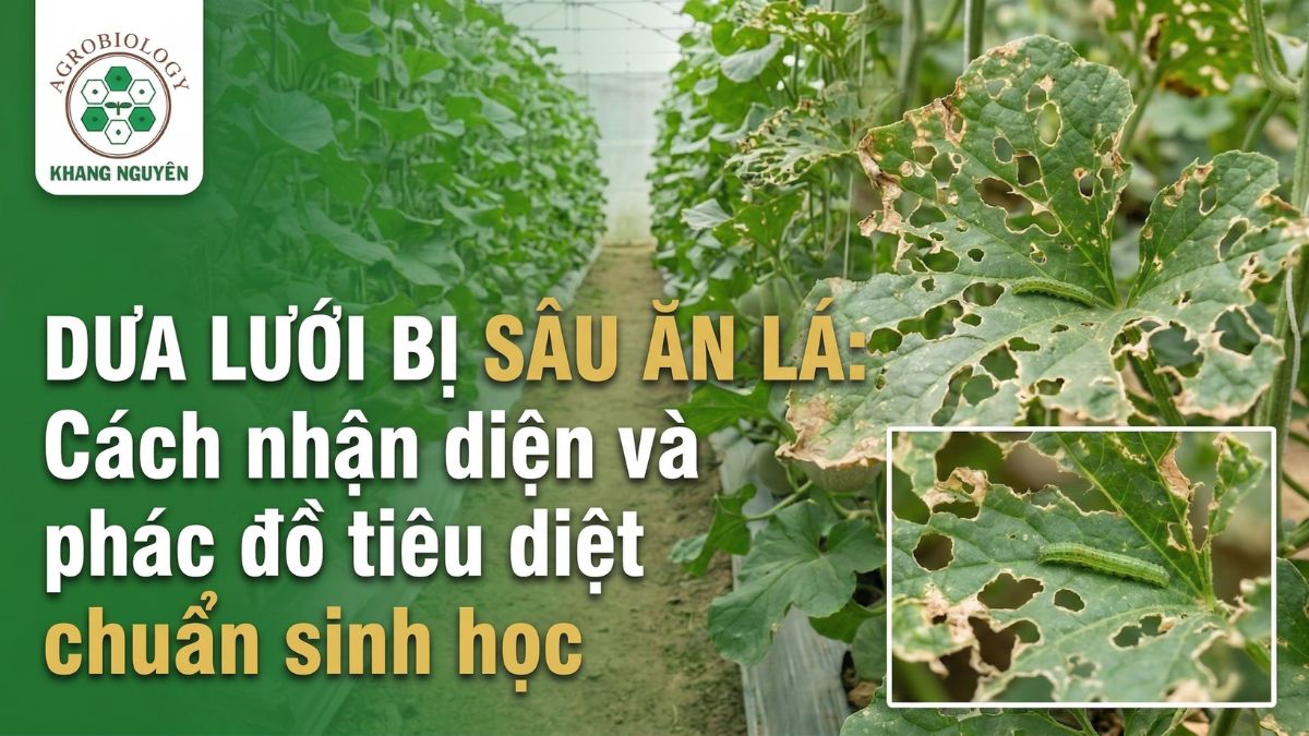 Dưa lưới bị sâu ăn lá: Cách nhận diện và phác đồ tiêu diệt chuẩn sinh học