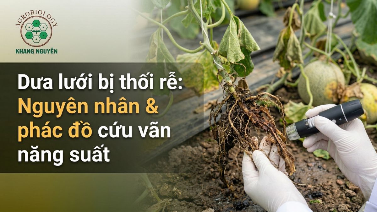 Dưa lưới bị thối rễ: Nguyên nhân & phác đồ cứu vãn năng suất