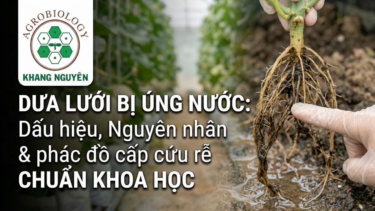 Dưa lưới bị úng nước: Dấu hiệu, Nguyên nhân và phác đồ cấp cứu rễ chuẩn khoa học