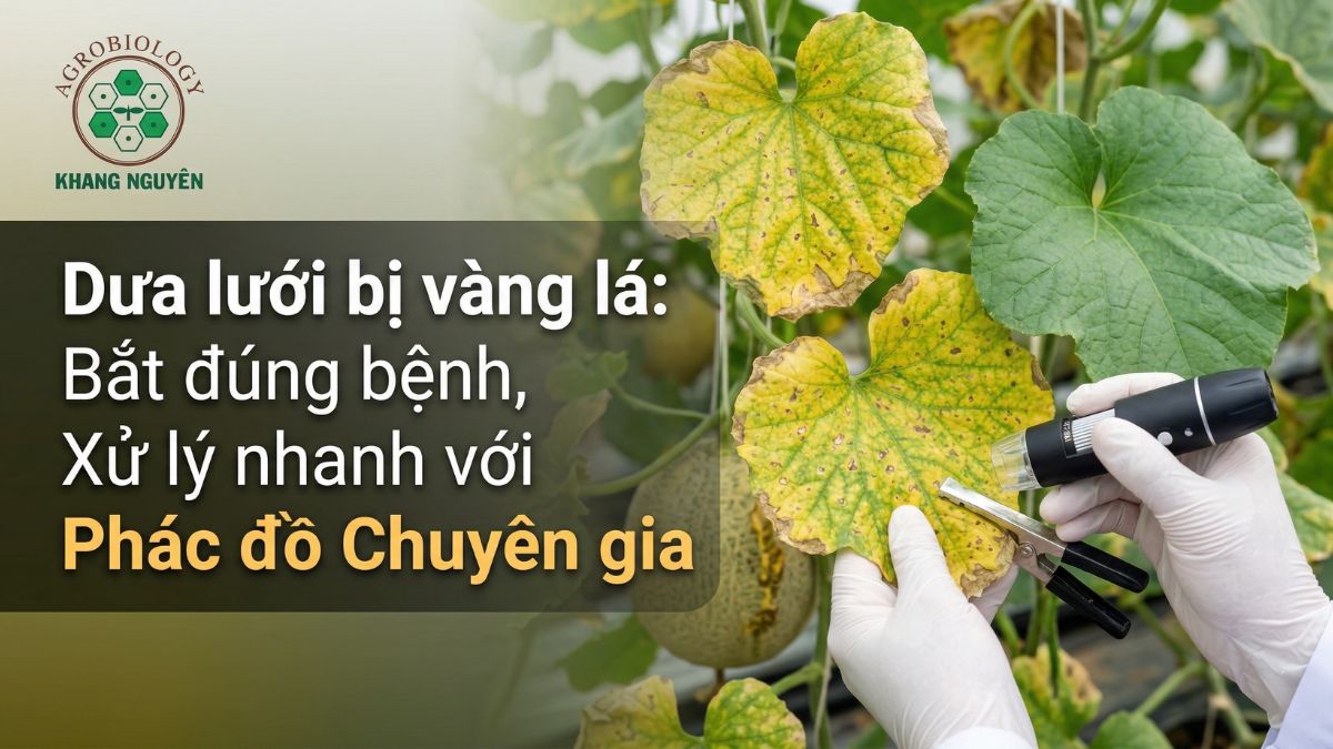 Dưa lưới bị vàng lá: Bắt đúng bệnh, xử lý nhanh với phác đồ chuyên gia