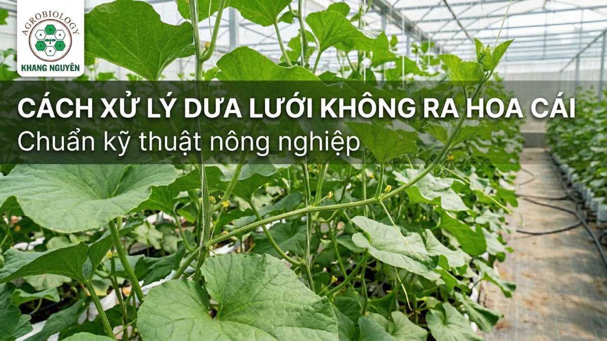 Khắc phục hiện tượng dưa lưới không ra hoa cái, vươn lóng dài và chậm làm nụ trong nhà màng