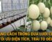 Khoảng cách trồng dưa lưới chuẩn tối ưu diện tích, trái to đều
