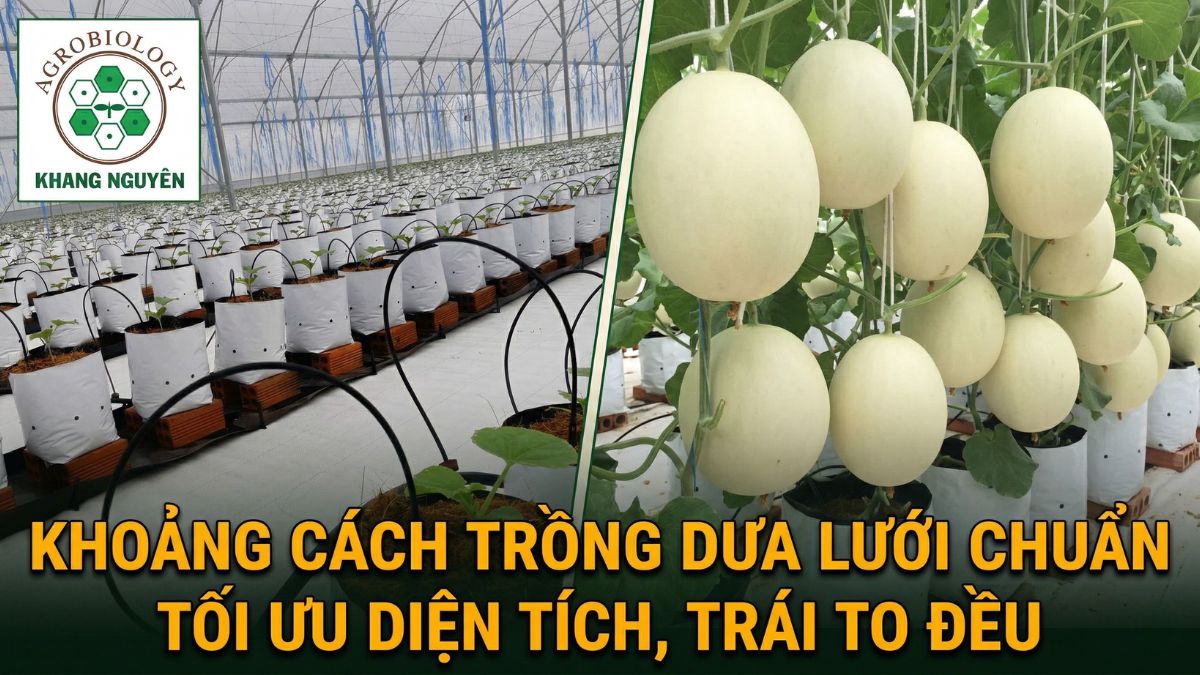 Khoảng cách trồng dưa lưới chuẩn tối ưu diện tích, trái to đều