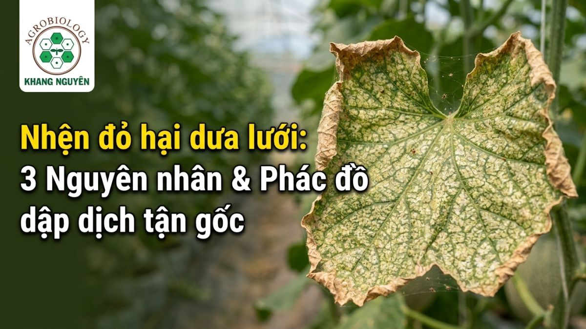 Biểu hiện lá dưa lưới bị lấm tấm vàng và bạc màu do nhện đỏ chích hút diệp lục