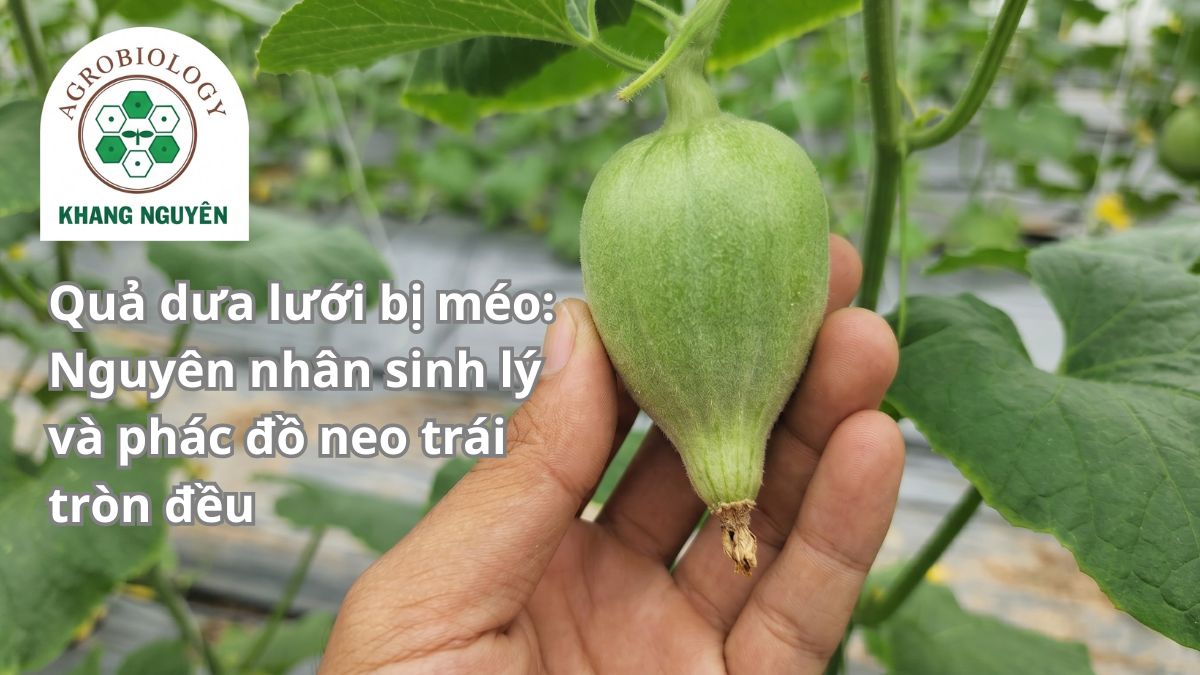 Hiện tượng quả dưa lưới bị méo và teo tóp phần rốn quả do lỗi sinh lý giai đoạn tạo phôi
