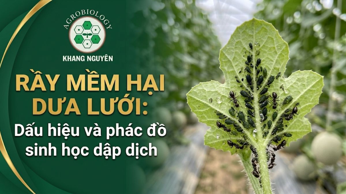 Bầy đàn rầy mềm hại dưa lưới bu bám mặt dưới lá non và tiết mật ngọt thu hút kiến đen