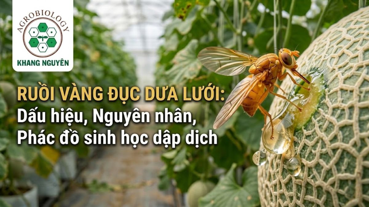 Ruồi vàng đục dưa lưới châm chích lớp vỏ để đẻ trứng khiến quả ứa dịch nhựa lỏng
