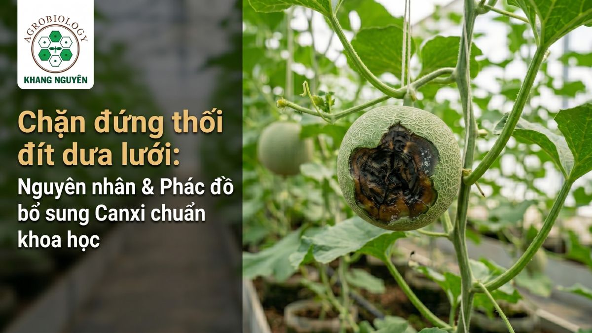 Hiện tượng thối đít dưa lưới với vết lõm màu đen sậm ở rốn quả do thiếu hụt Canxi cục bộ