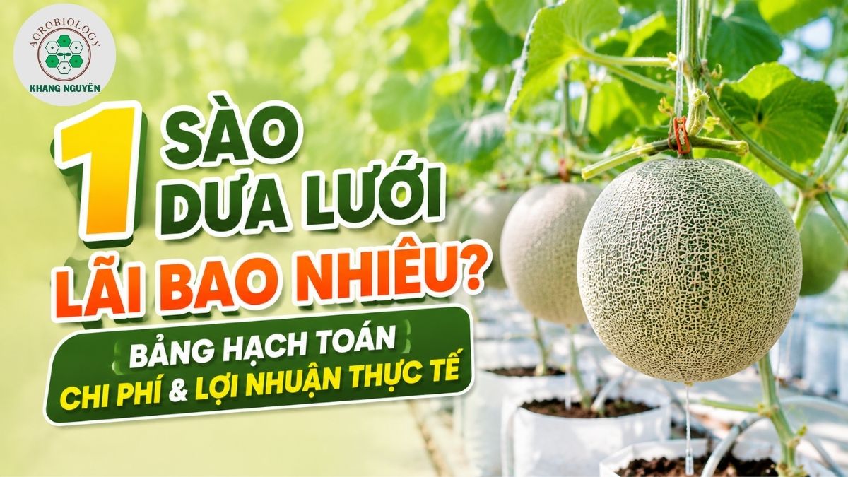 1 sào dưa lưới lãi bao nhiêu tiền và bảng hạch toán chi phí đầu tư nhà màng