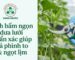 Hướng dẫn cách bấm ngọn dưa lưới chuẩn kỹ thuật giúp cây dồn dinh dưỡng nuôi quả