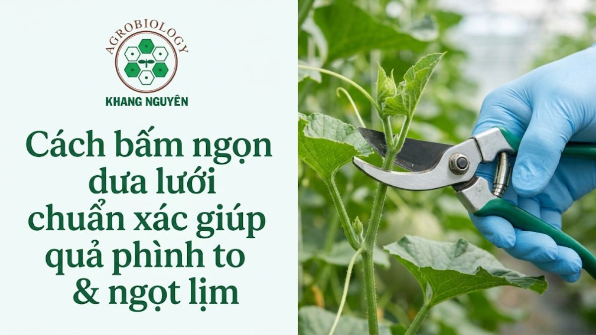 Hướng dẫn cách bấm ngọn dưa lưới chuẩn kỹ thuật giúp cây dồn dinh dưỡng nuôi quả