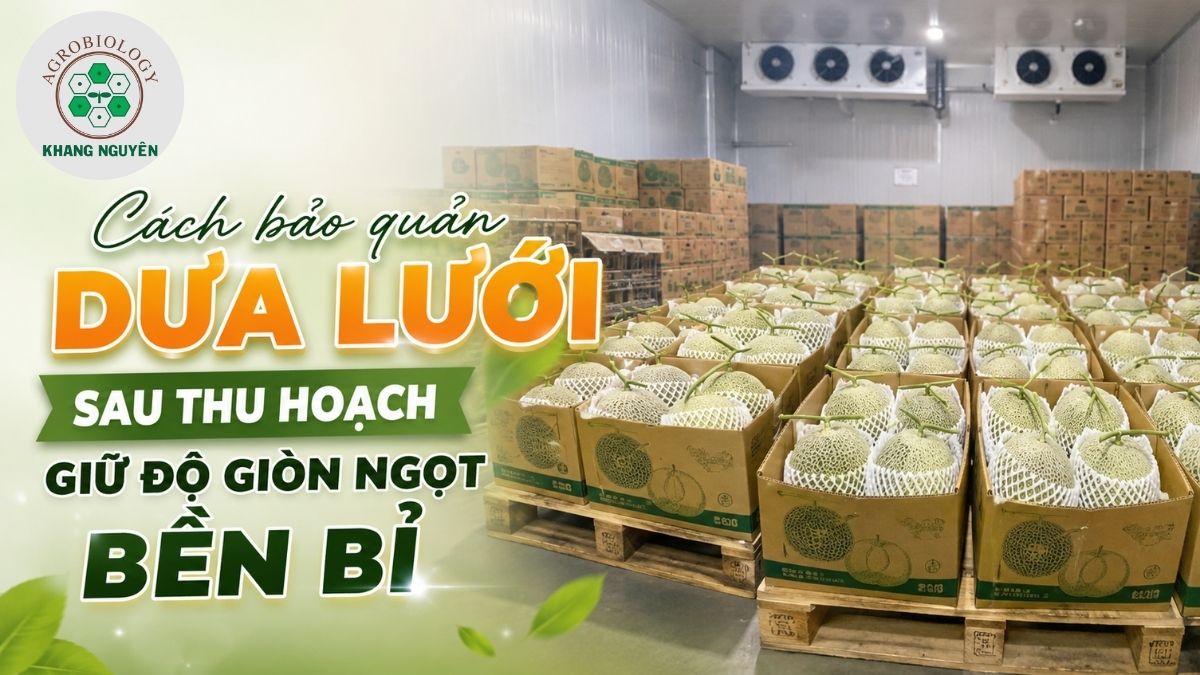 Cách bảo quản dưa lưới sau thu hoạch trong kho lạnh giúp kéo dài thời gian thương phẩm