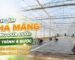 Hướng dẫn chi tiết cách làm nhà màng trồng dưa lưới đạt chuẩn nông nghiệp công nghệ cao