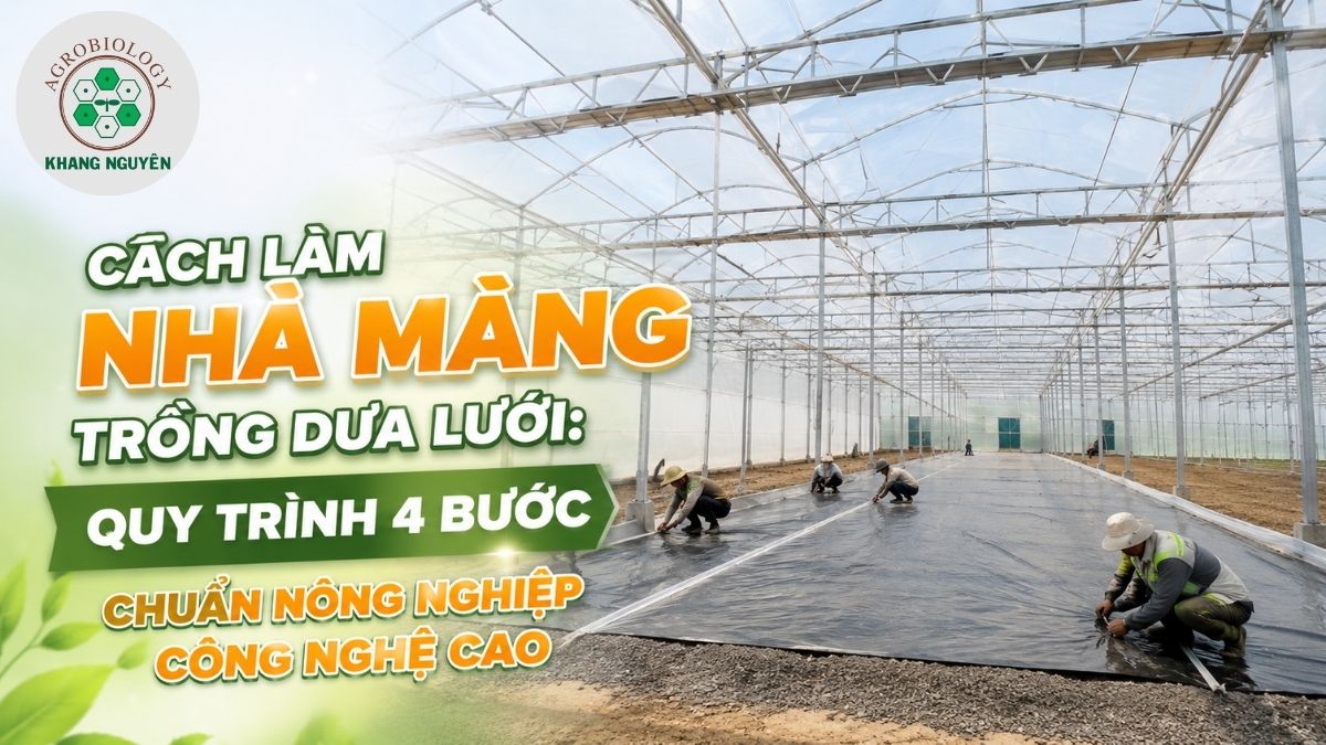Hướng dẫn chi tiết cách làm nhà màng trồng dưa lưới đạt chuẩn nông nghiệp công nghệ cao