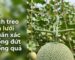 Hướng dẫn cách treo dưa lưới bằng móc nhựa chuyên dụng chống gãy cuống
