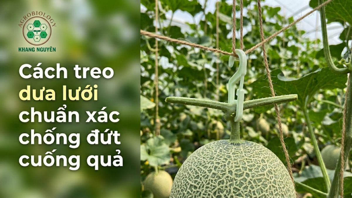 Hướng dẫn cách treo dưa lưới bằng móc nhựa chuyên dụng chống gãy cuống