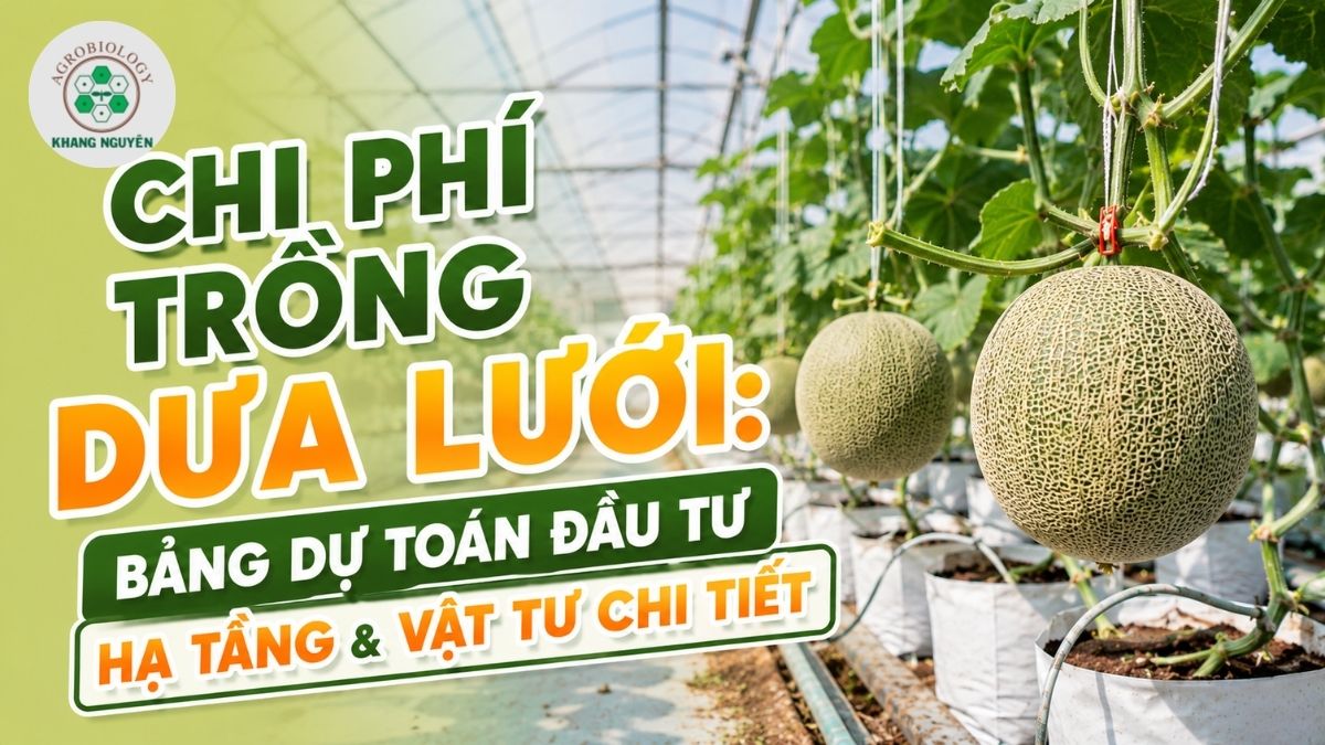 Bảng dự toán chi phí trồng dưa lưới chi tiết giúp chủ đầu tư làm chủ dòng tiền