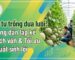 Hướng dẫn lập kế hoạch tài chính và phân bổ vốn đầu tư trồng dưa lưới công nghệ cao