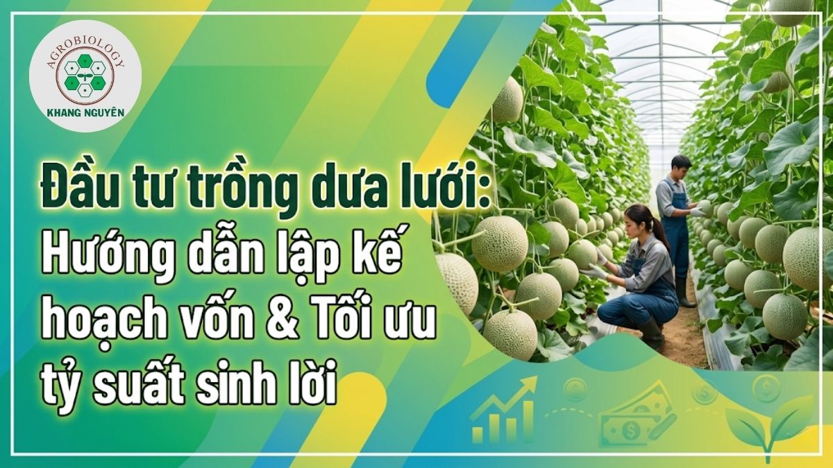 Hướng dẫn lập kế hoạch tài chính và phân bổ vốn đầu tư trồng dưa lưới công nghệ cao