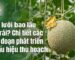 Dưa lưới bao lâu có trái và dấu hiệu nhận biết quả đã đạt độ chín sinh lý chuẩn xác