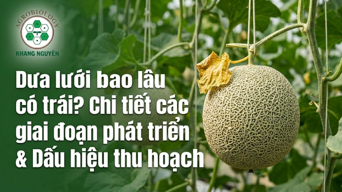 Dưa lưới bao lâu có trái và dấu hiệu nhận biết quả đã đạt độ chín sinh lý chuẩn xác