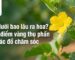 Dưa lưới bao lâu ra hoa và dấu hiệu nhận biết hoa cái dưa lưới chuẩn bị thụ phấn