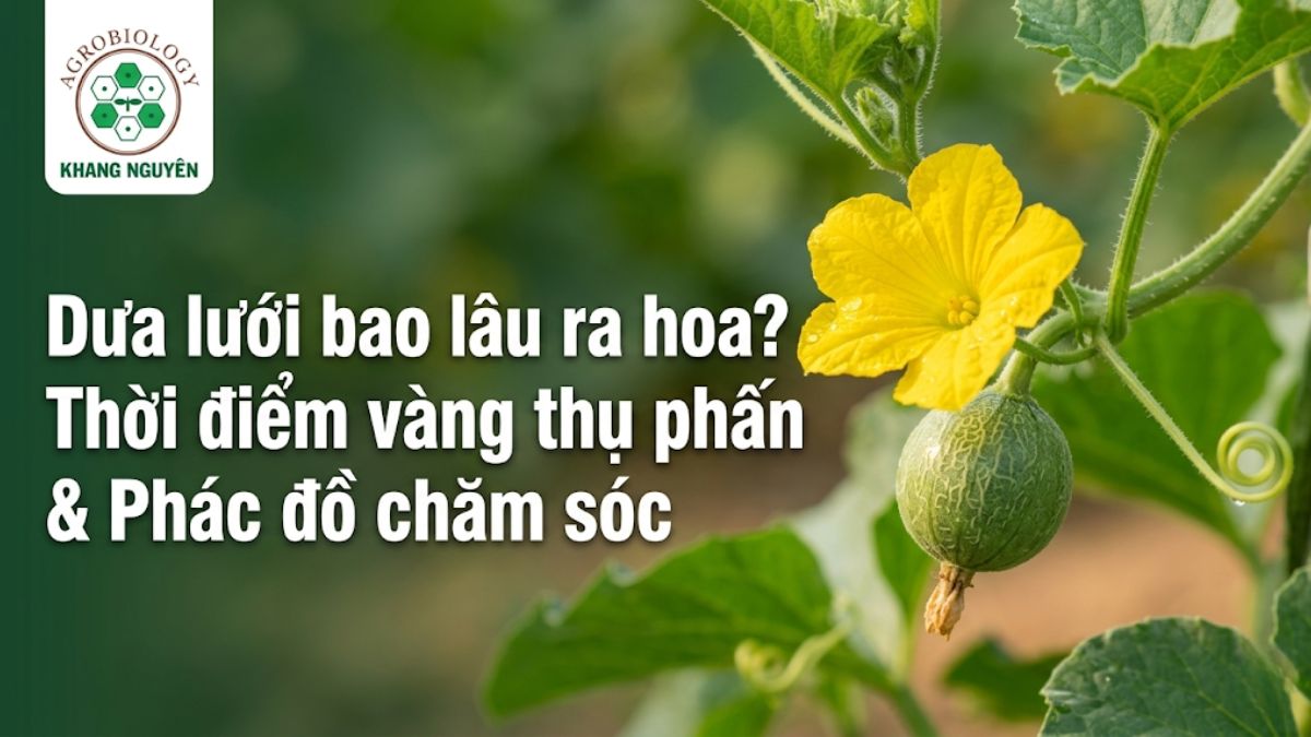 Dưa lưới bao lâu ra hoa và dấu hiệu nhận biết hoa cái dưa lưới chuẩn bị thụ phấn