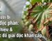 Dấu hiệu lá cháy mép và rễ thâm đen teo tóp do dưa lưới bị ngộ độc phân bón