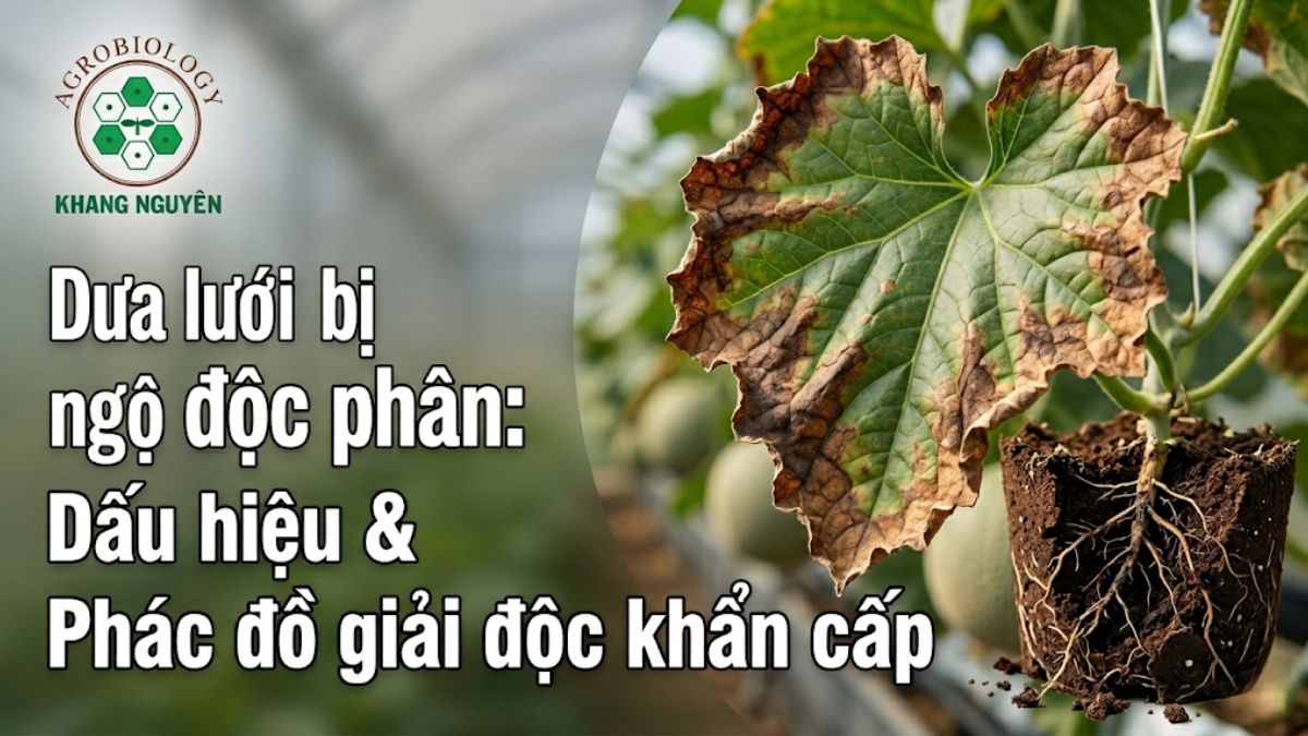 Dấu hiệu lá cháy mép và rễ thâm đen teo tóp do dưa lưới bị ngộ độc phân bón