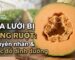 Mặt cắt quả dưa lưới bị rỗng ruột với khoang hạt lớn bất thường và nứt nẻ